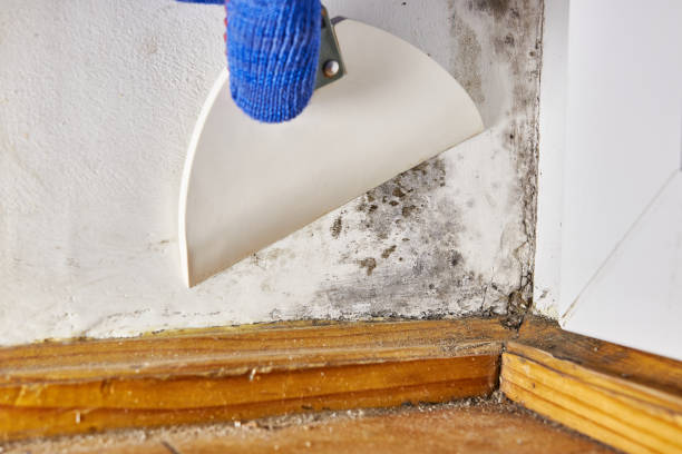 Best Black Mold Removal  in Broadmoor, CA