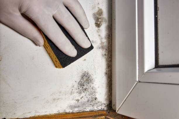Best Water Damage & Mold Remediation  in Broadmoor, CA